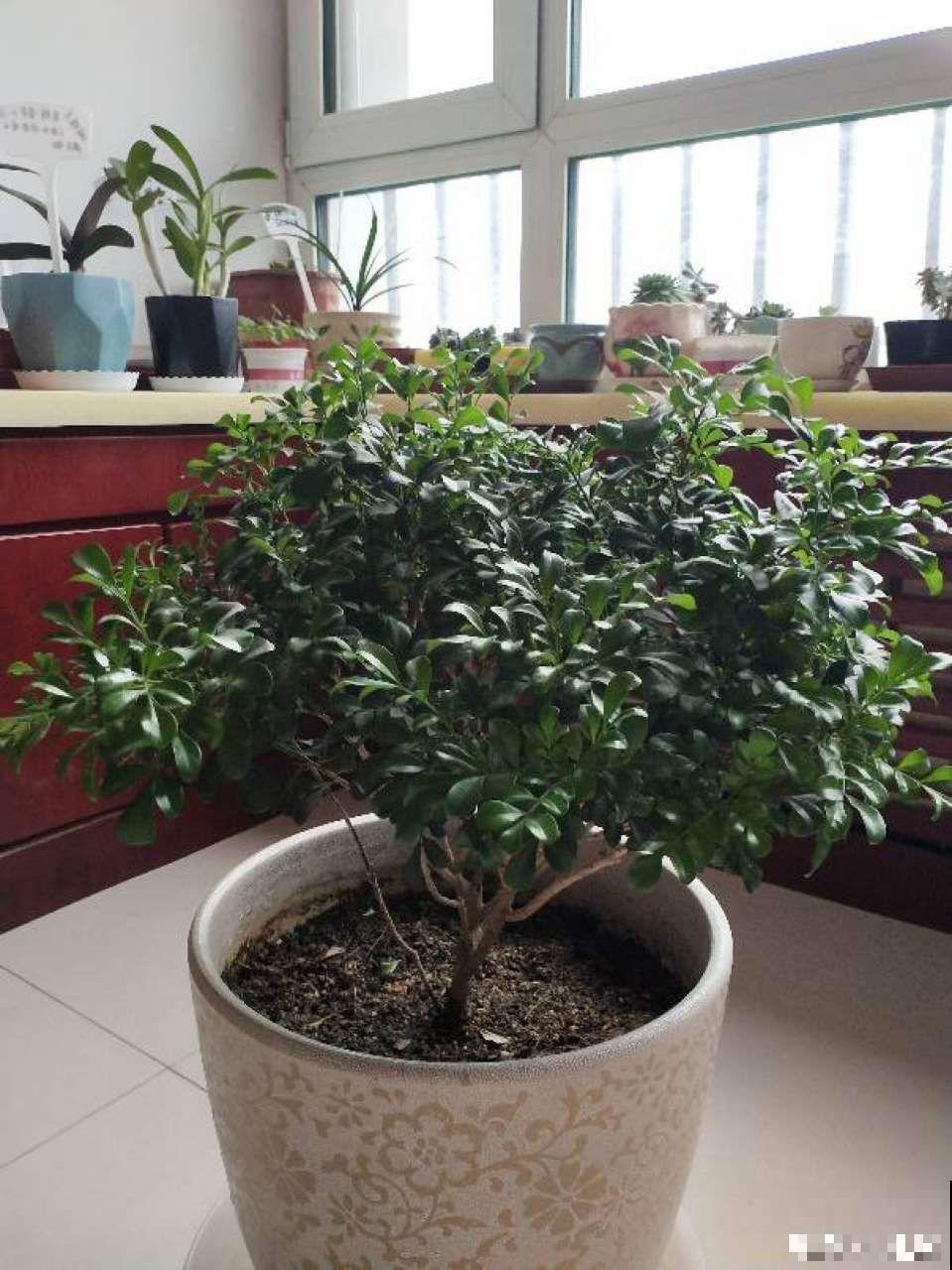 秋冬养花，这种水就别再浇了，不然叶子发黄还哗哗掉！