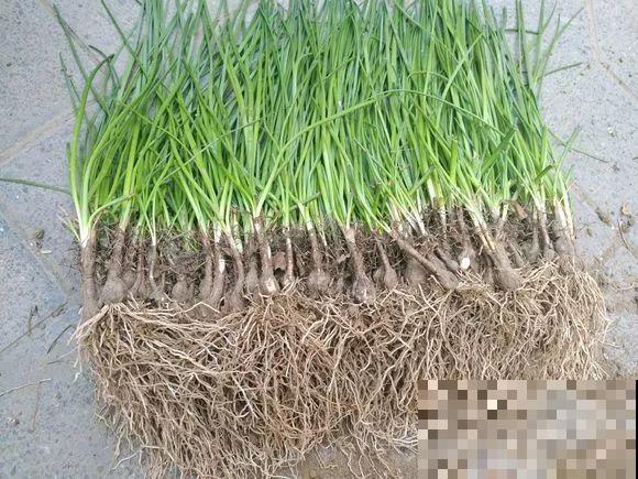 养这3种花真挣钱，今年种1棵，明年能收获一麻袋！