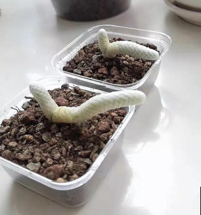 这6种多肉，刚买的时候丑的吓人，先别急着扔，越养越贵气！