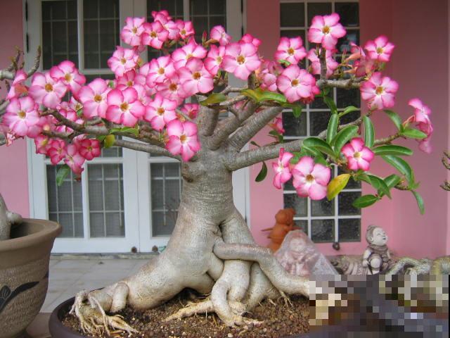 这花特好养，不过要想养出这境界可不容易，看看你家的够格吗？