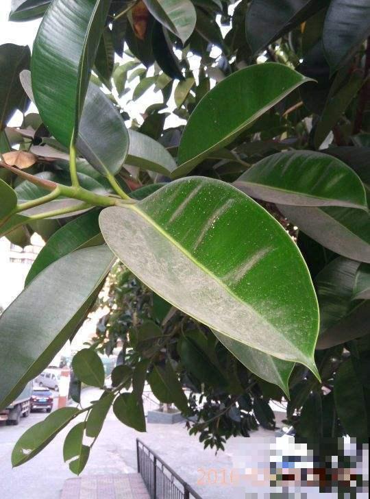及时给橡皮树换盆，植株生长旺盛，常年不黄叶