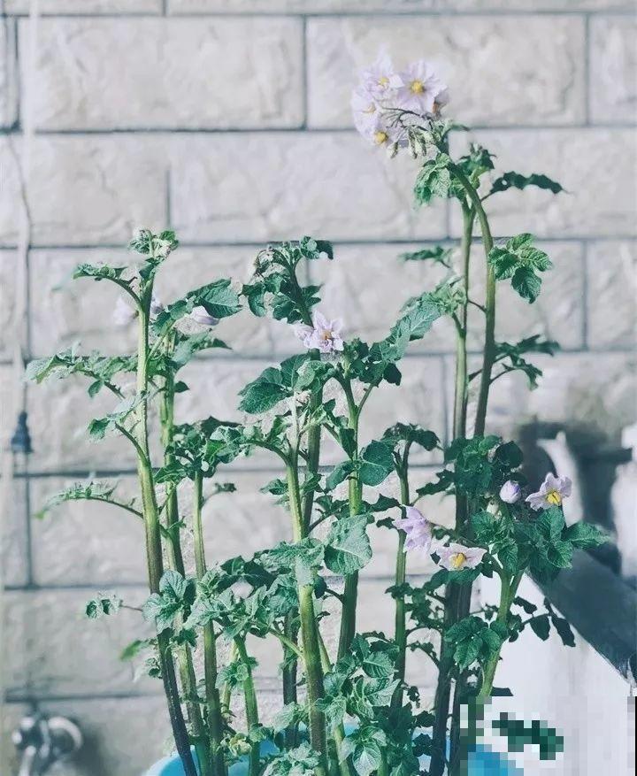 发芽的土豆先别扔，切块埋土里，仨月收获一箩筐！