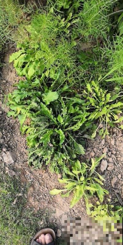 在家多种几种菜，拔出来煮火锅吃，美味又健康