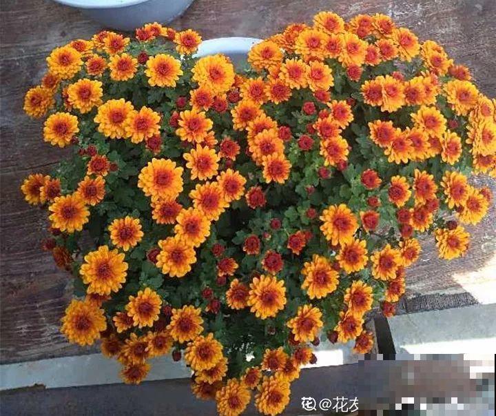 5种花开完赶紧剪一刀，10天一勺肥，还能再开2、3次！