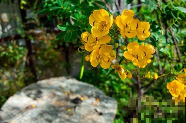 这花种子埋土里就发芽，差点以为是花生，满盆黄花贼亮眼！
