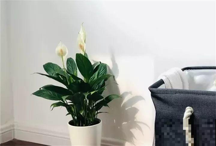 30种花冬天浇水技巧，根不烂，来年春天猛蹿新叶！