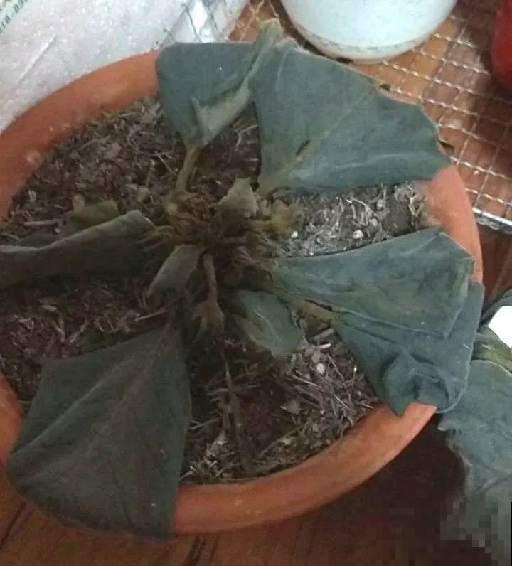 大岩桐浇水另有方法，这一点不注意，分分钟烂叶子！