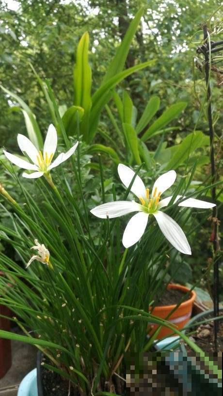 养花小提示，这3种花好看不好养，打算种花的你赶紧来看看