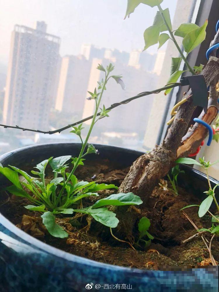 水培瓶里能养小鱼？别惊讶，还有养龙虾的呢！