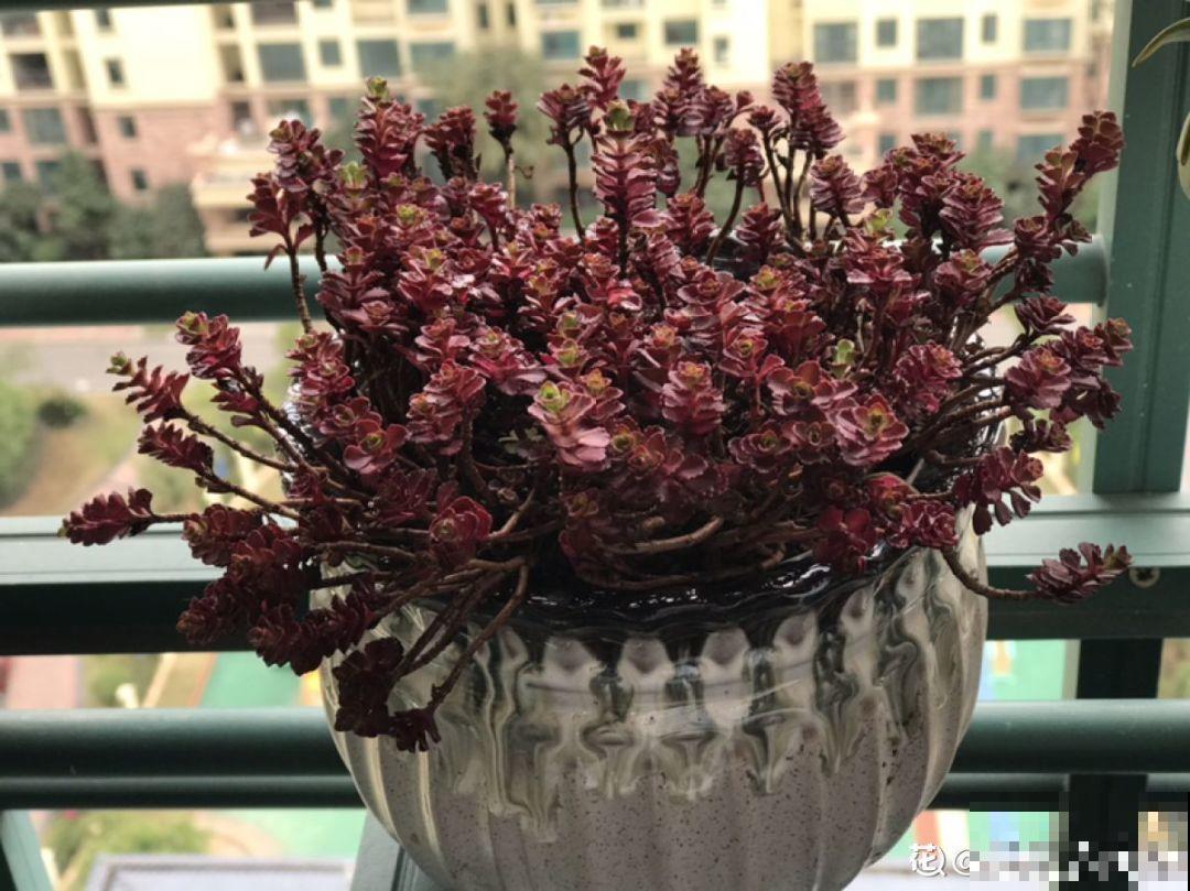 价格便宜颜色粉嫩，这花太值了，赶快入手吧