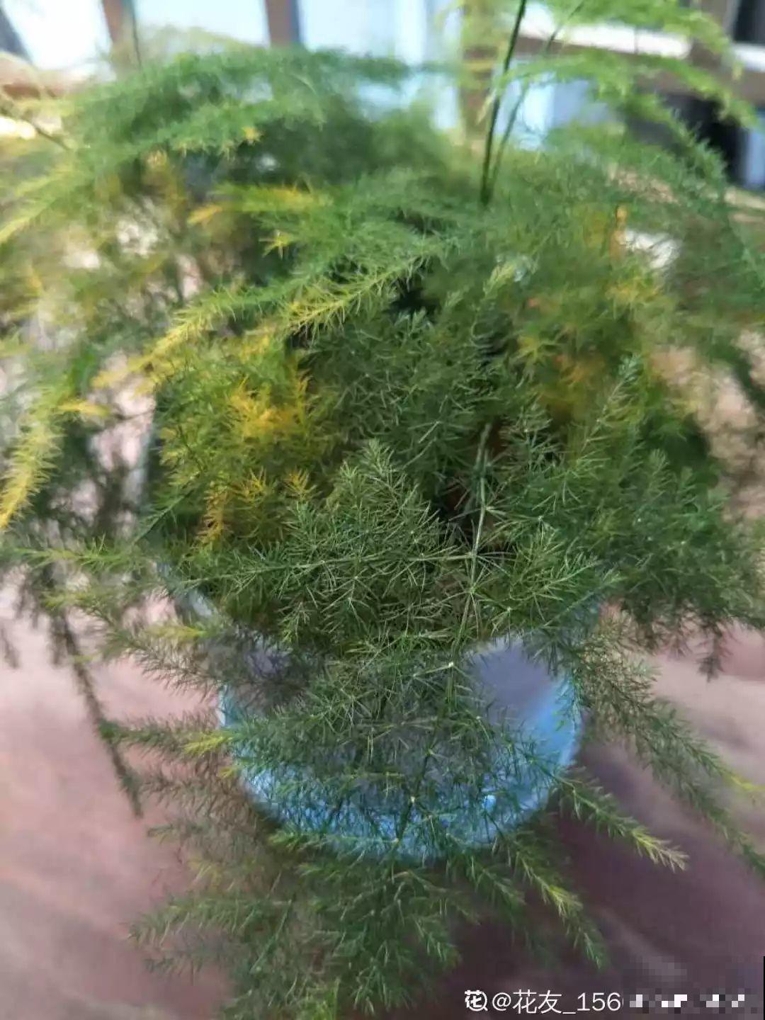 4种花狠心剃光头，剪完就能发新芽，蹭蹭长爆盆！
