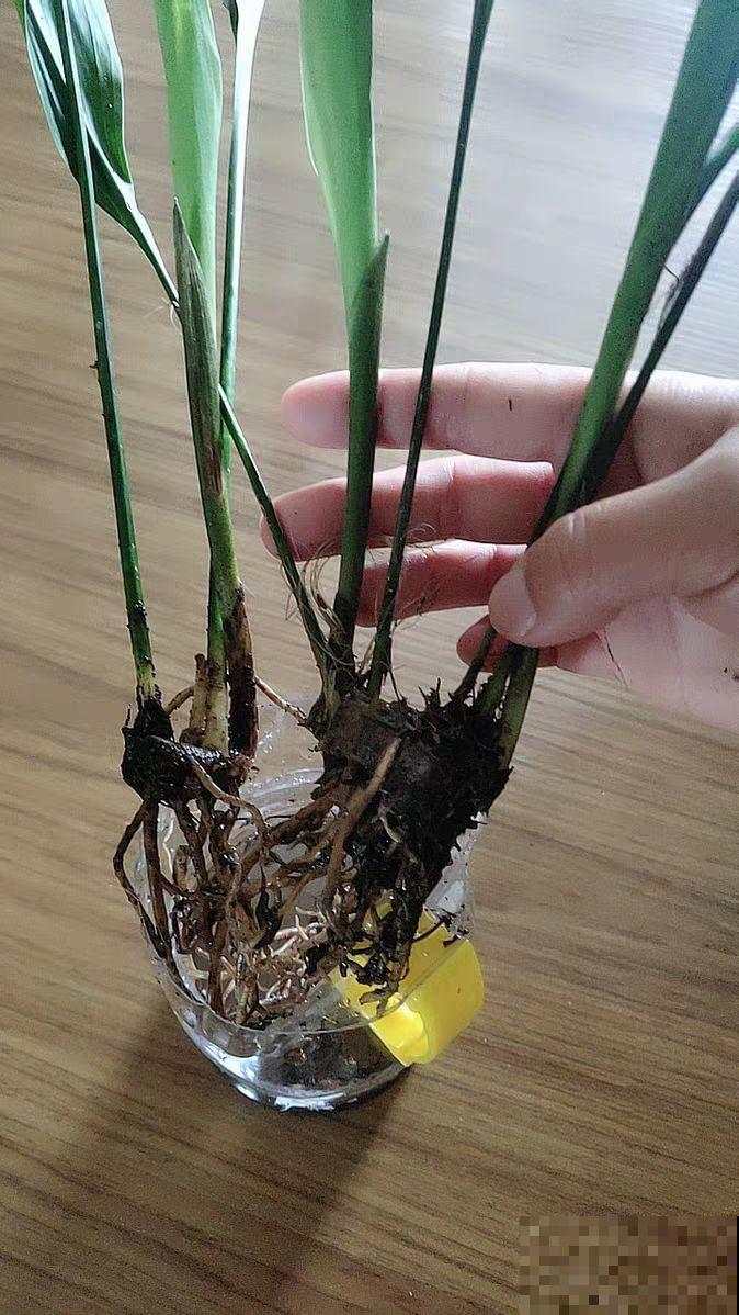 平时丑到没人看得花，一开花就惊艳，长得像只小蜘蛛！
