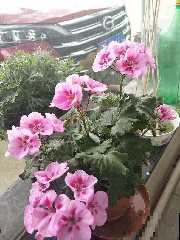 这几种花适合在秋冬扦插，想养死都很难，颜值还很高！