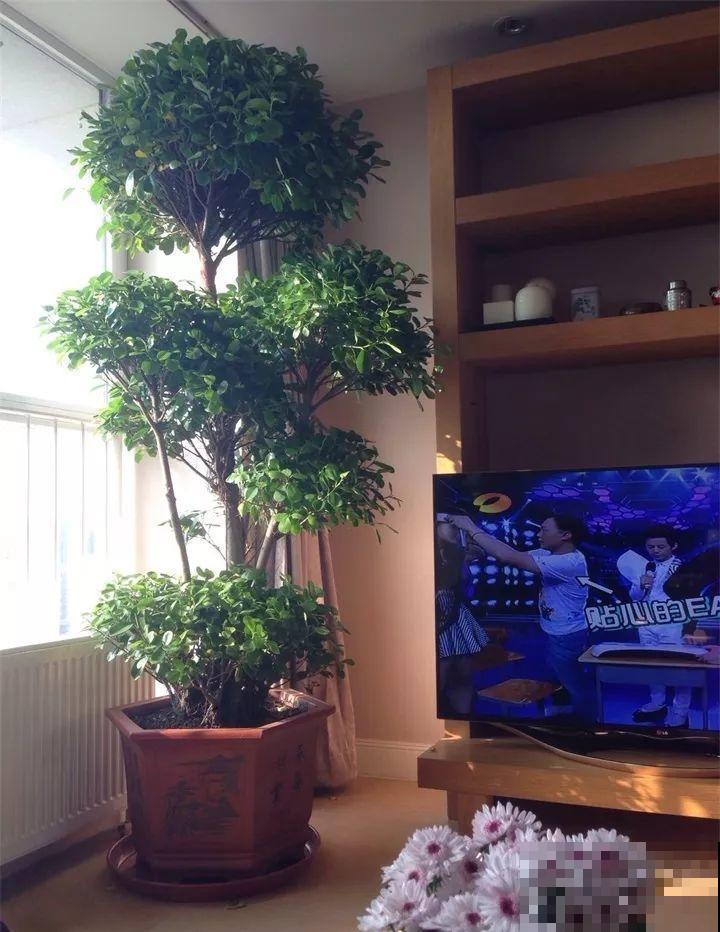 这花天生发财命，在家摆一盆，新的一年好运连连！