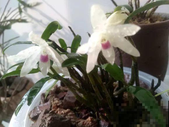 4种花不能用土养，一浇水就烂根，后悔都来不及！