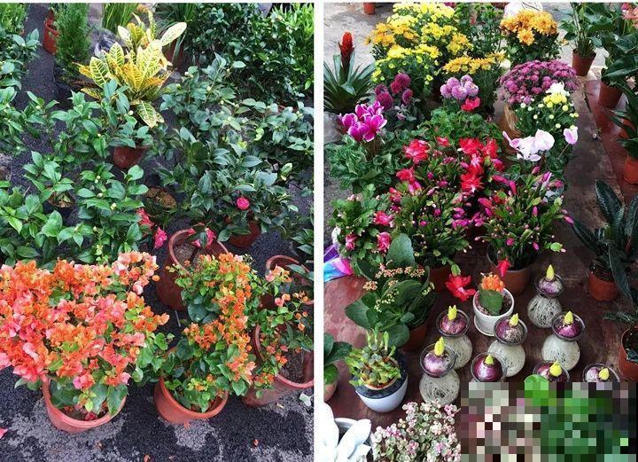 11月逛花市，这10种花还是别买了，养不活浪费钱！