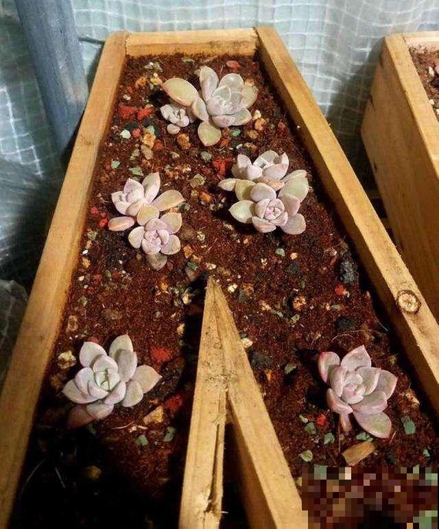 适合摆造型的可爱植物，放在家里很有意境，太喜欢了