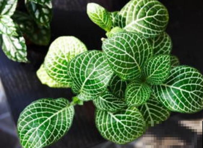 家里养盆冷水花，花纹好看，还能清新周围空气！