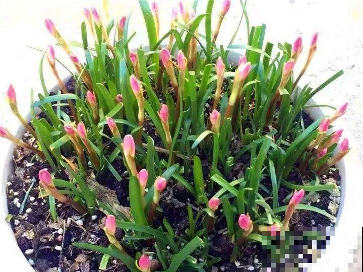 养这3种花真挣钱，今年种1棵，明年能收获一麻袋！