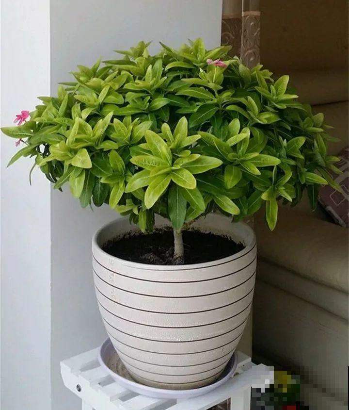 太阳花在他手里，开成一个小花塔，给钱都不卖！