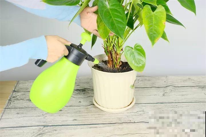 30种花冬天浇水技巧，根不烂，来年春天猛蹿新叶！