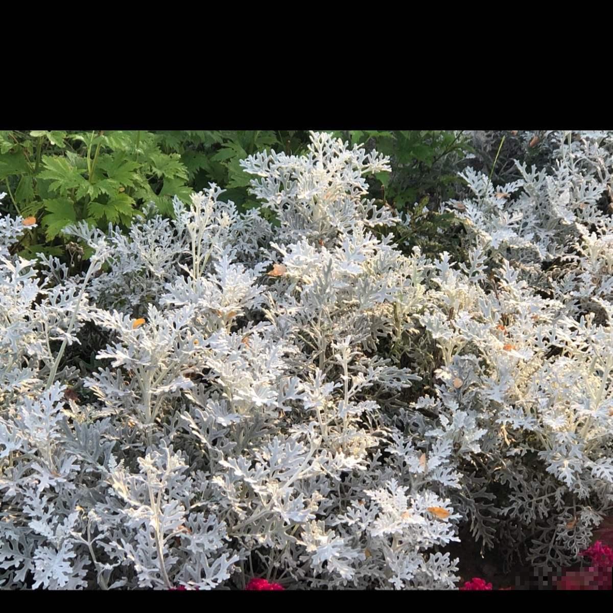 零下也能活，不担心冻死，赶快在冬天养一盆银叶菊吧