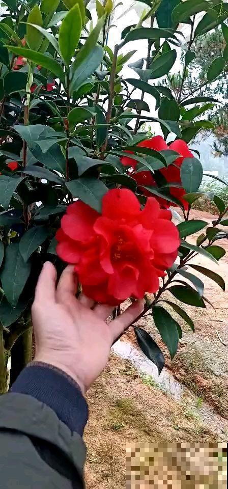 这花娇艳欲滴，天冷就要注意入室，小心落花