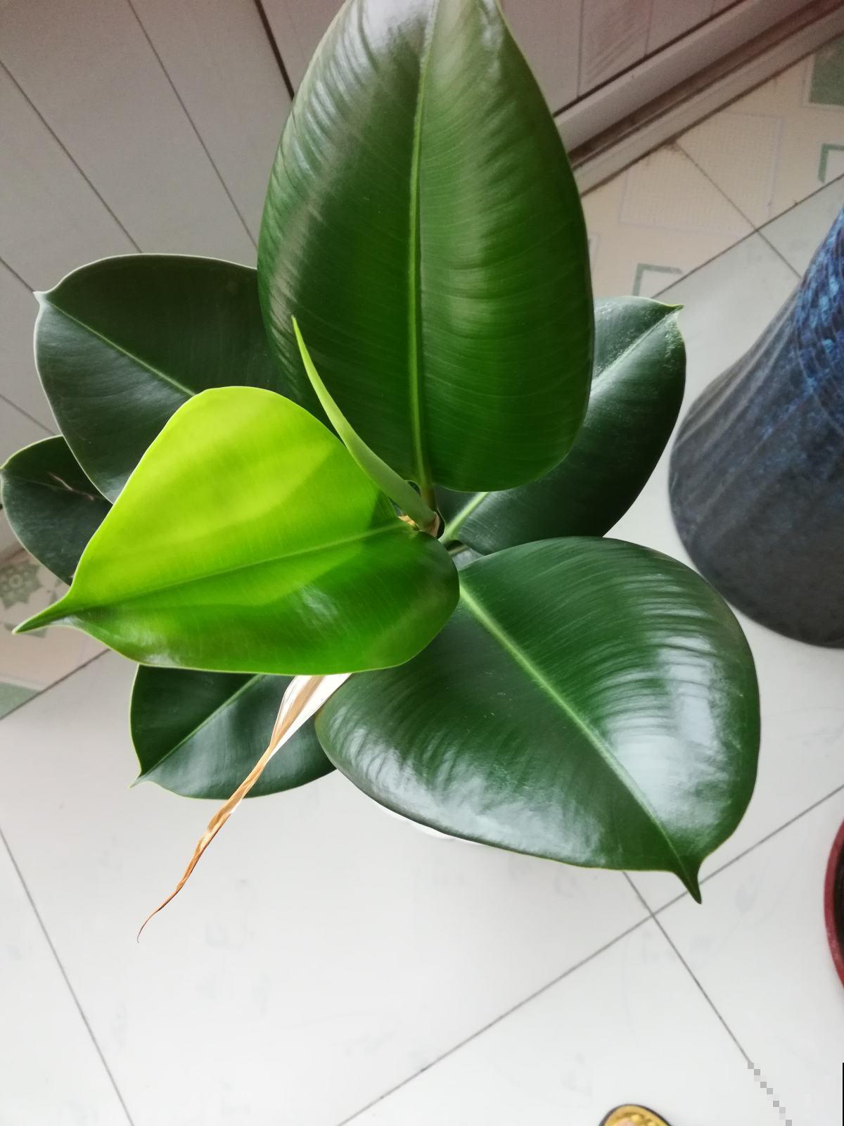及时给橡皮树换盆，植株生长旺盛，常年不黄叶