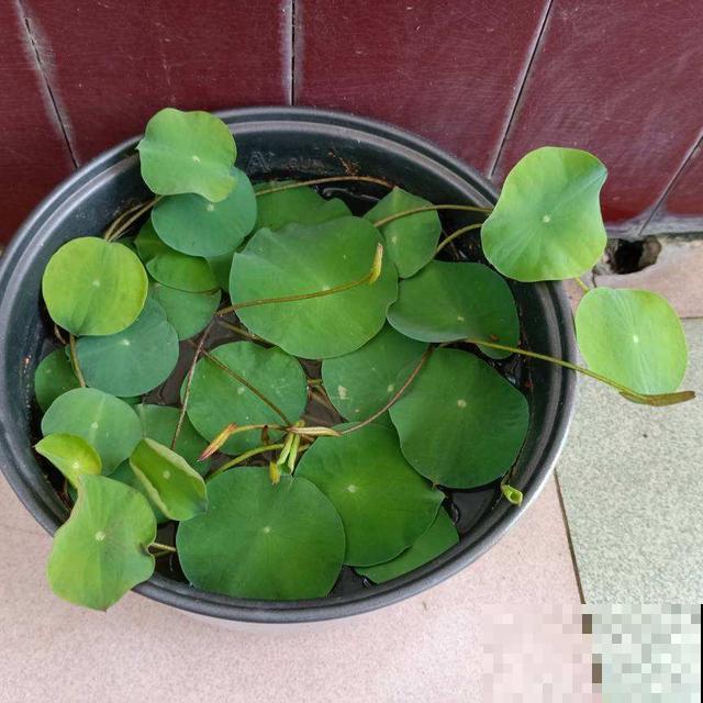 找个塑料盆，再去挖点泥，阳台就能种藕