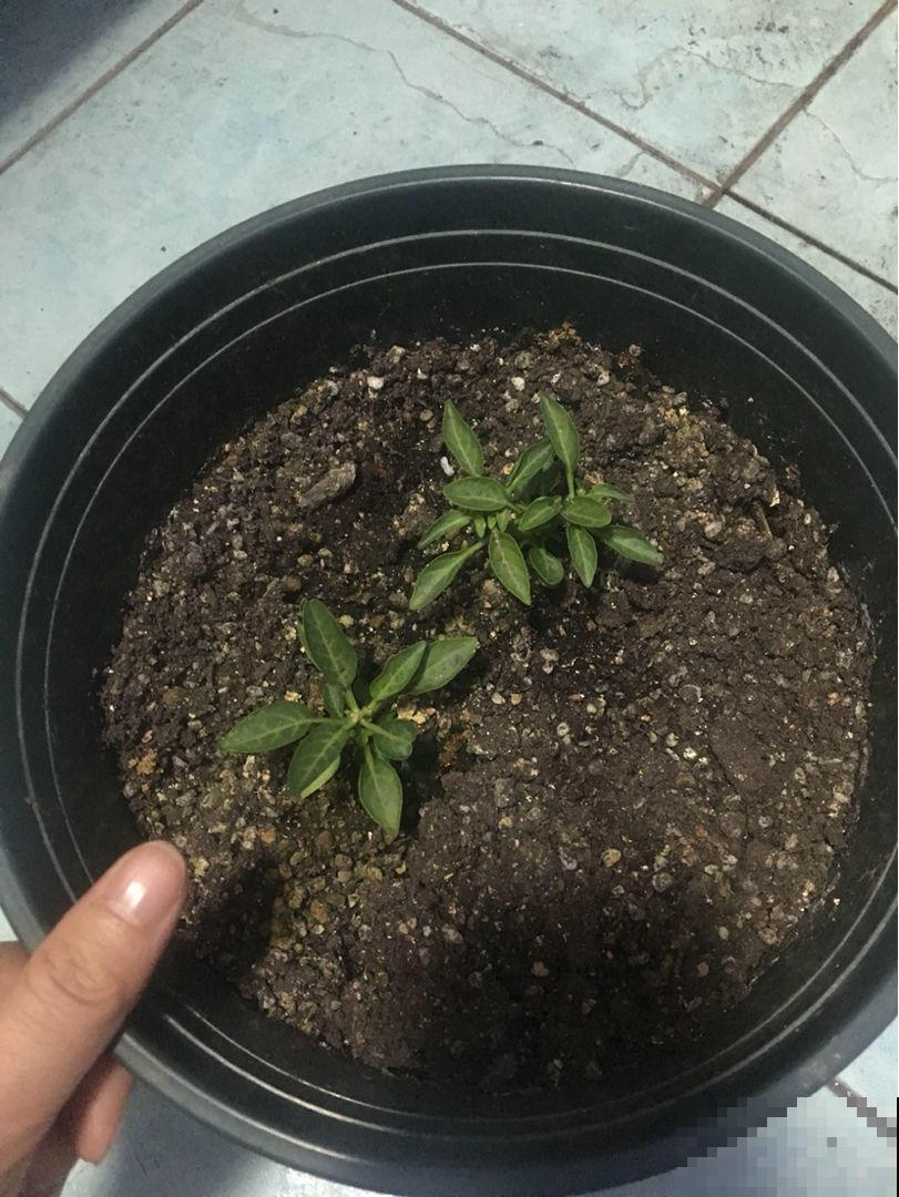 在家里种辣椒，打开窗户多通风，不出1月阳台变菜园子