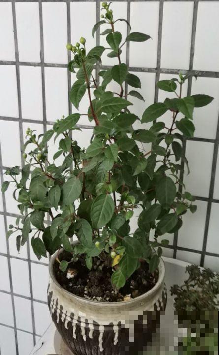今年最火的福气花，一次能开上百朵，个个都像小灯笼！