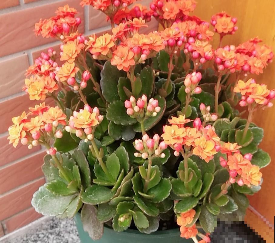 冬季买花就买这几种，好看又好养，再冷也能赏花！