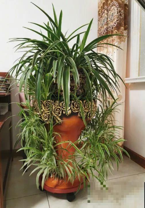 哪些花好养？首选牡丹吊兰，1个月长成小瀑布！