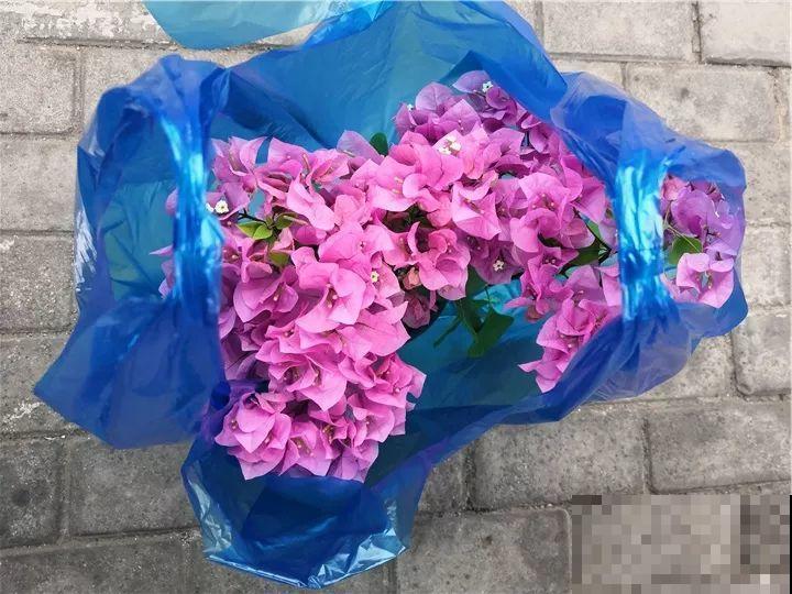 11月逛花市，这10种花还是别买了，养不活浪费钱！