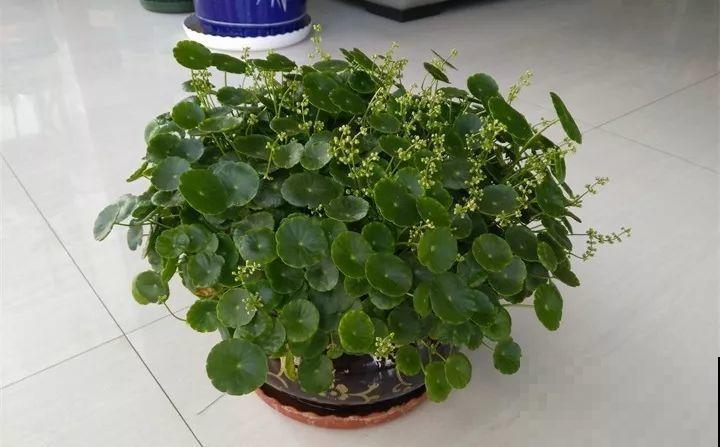 4种花狠心剃光头，剪完就能发新芽，蹭蹭长爆盆！