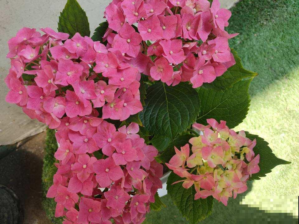 这花花型好看，色彩丰富，难怪这么招人喜欢