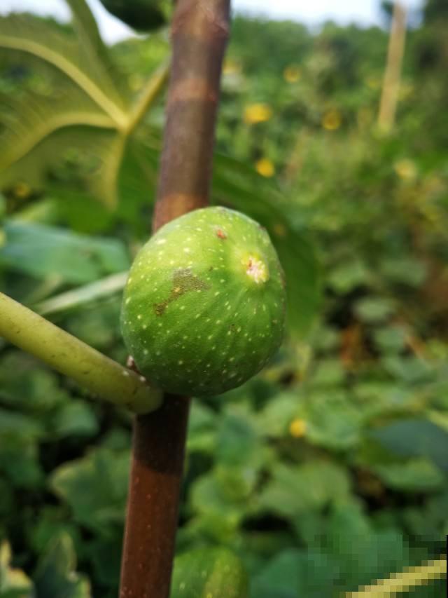 在院子里种盆无花果，果肉鲜美，可把邻居馋坏了