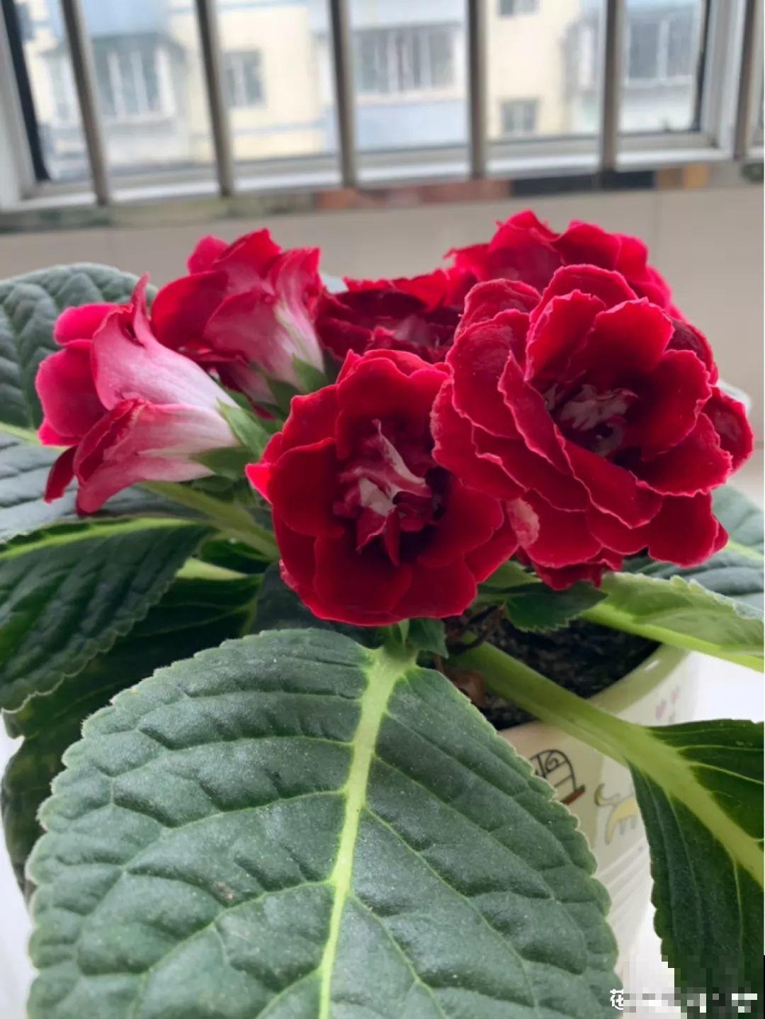4种花特耐阴，放屋里照样开成花瀑布，窗帘都省了！