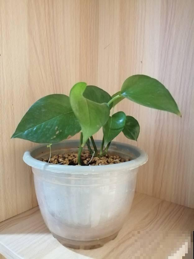 土壤里加两滴这东西，长出来的叶子更油绿，不久就变瀑布