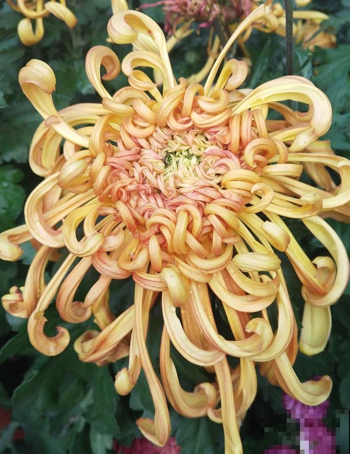 秋天菊花最耀眼，白里透粉，完全就是小仙女！