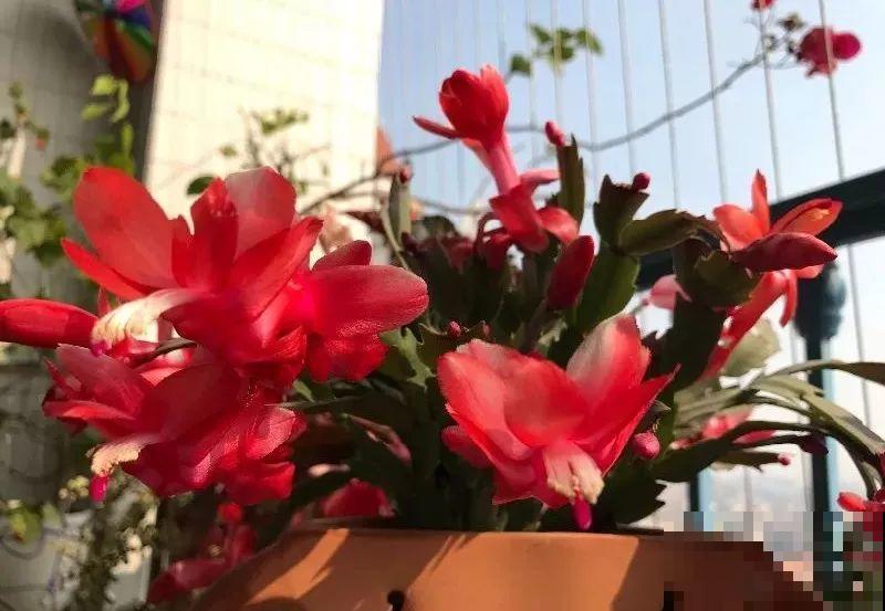 30种花冬天浇水技巧，根不烂，来年春天猛蹿新叶！
