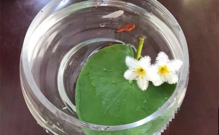 这花连开10个月，老妈非说是假花，幸好没拔！