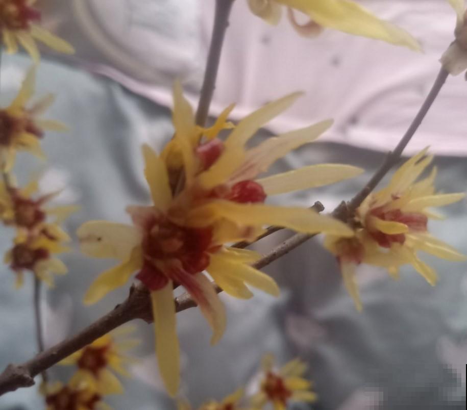 冬季想要赏花，养棵腊梅，香气十足！