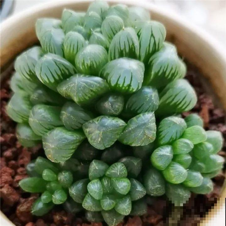 5种花，冬天忍一忍，别换盆，免得活不过一个周！