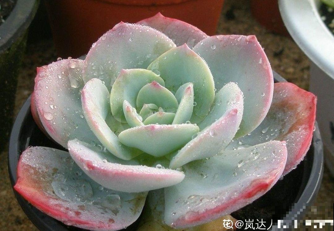 养多肉不能乱浇水，这5点不注意，不到冬天就只剩空盆！