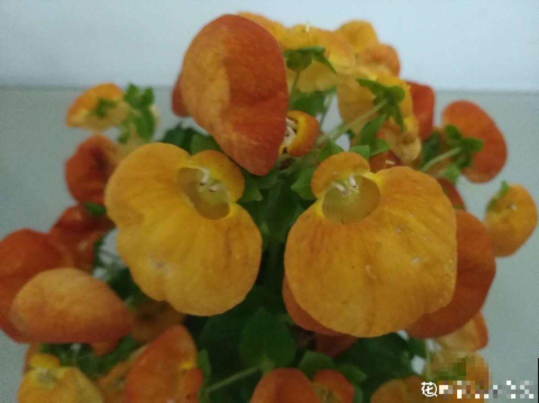 5种花别喷水，一喷叶子就发黄，小心3天掉成光杆！