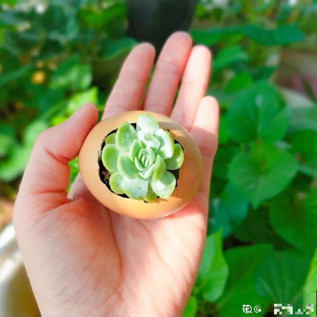 多肉的奇葩种法，这3种花盆家家都有，就看你敢不敢用！