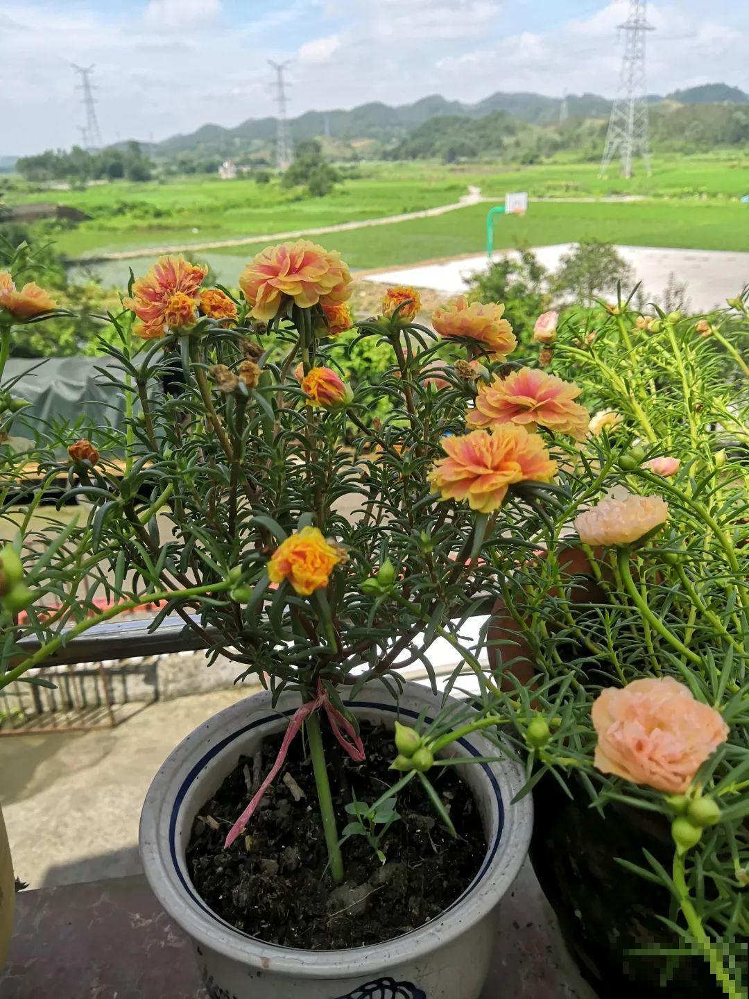 太阳花在他手里，开成一个小花塔，给钱都不卖！