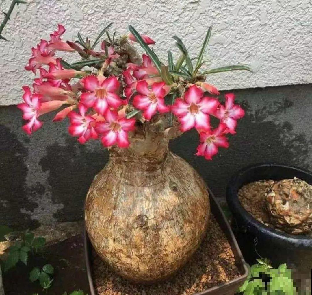 2块钱的多肉苗，随便养养，1个月长成老桩！