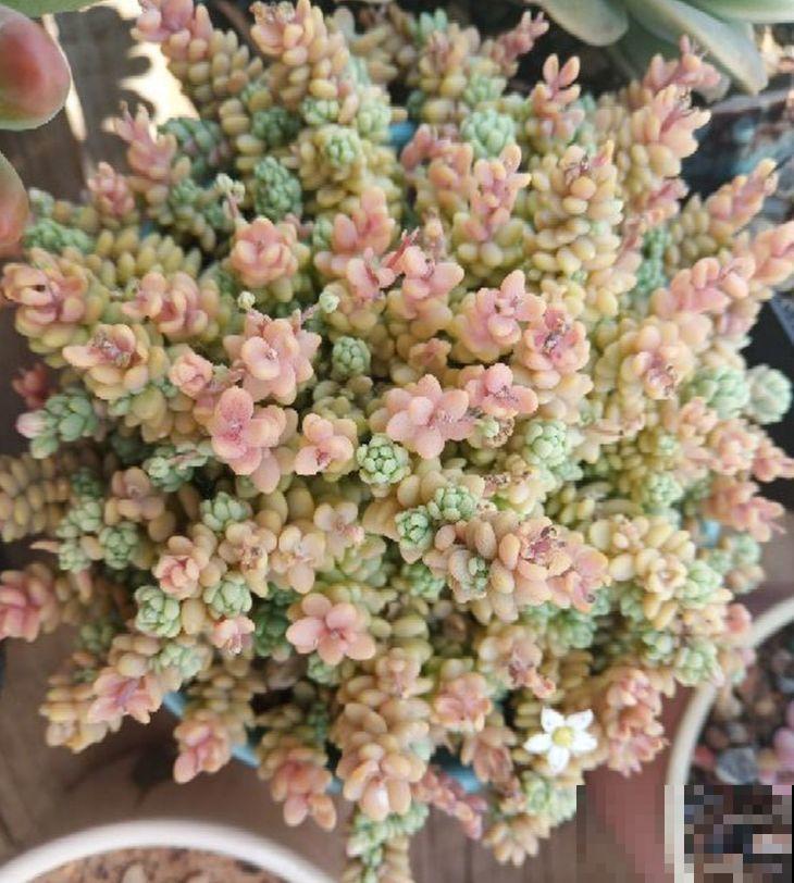 价格便宜颜色粉嫩，这花太值了，赶快入手吧